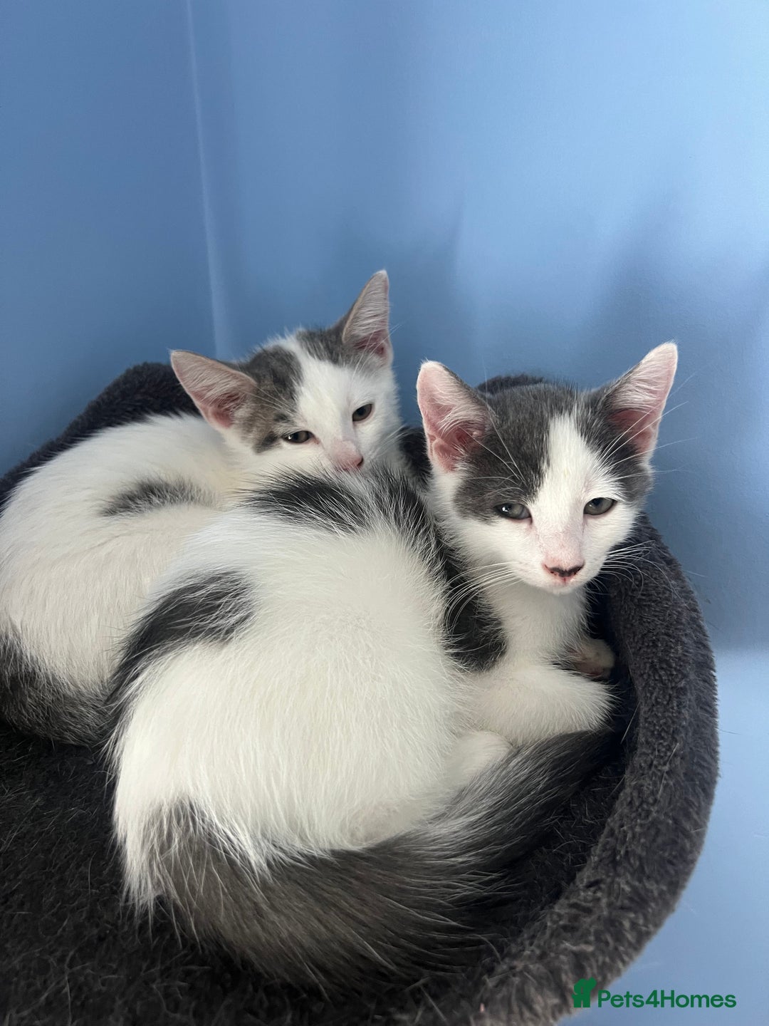 Mixed Breed cats for sale: White and grey kittens - Image 4
