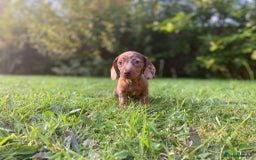 Miniature Dachshund dogs for sale: 3 x KC Chocolate Dapple girls - Image 11