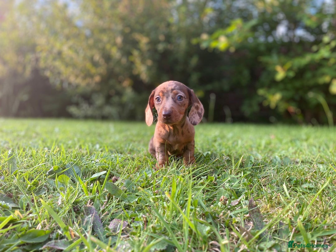 Miniature Dachshund dogs for sale: 3 x KC Chocolate Dapple girls - Image 11