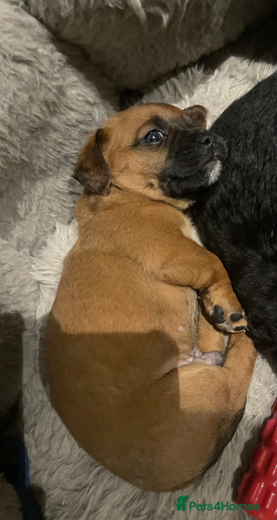 Mixed Breed dogs for sale: Cavapoo/Jack Russell puppies - Image 5