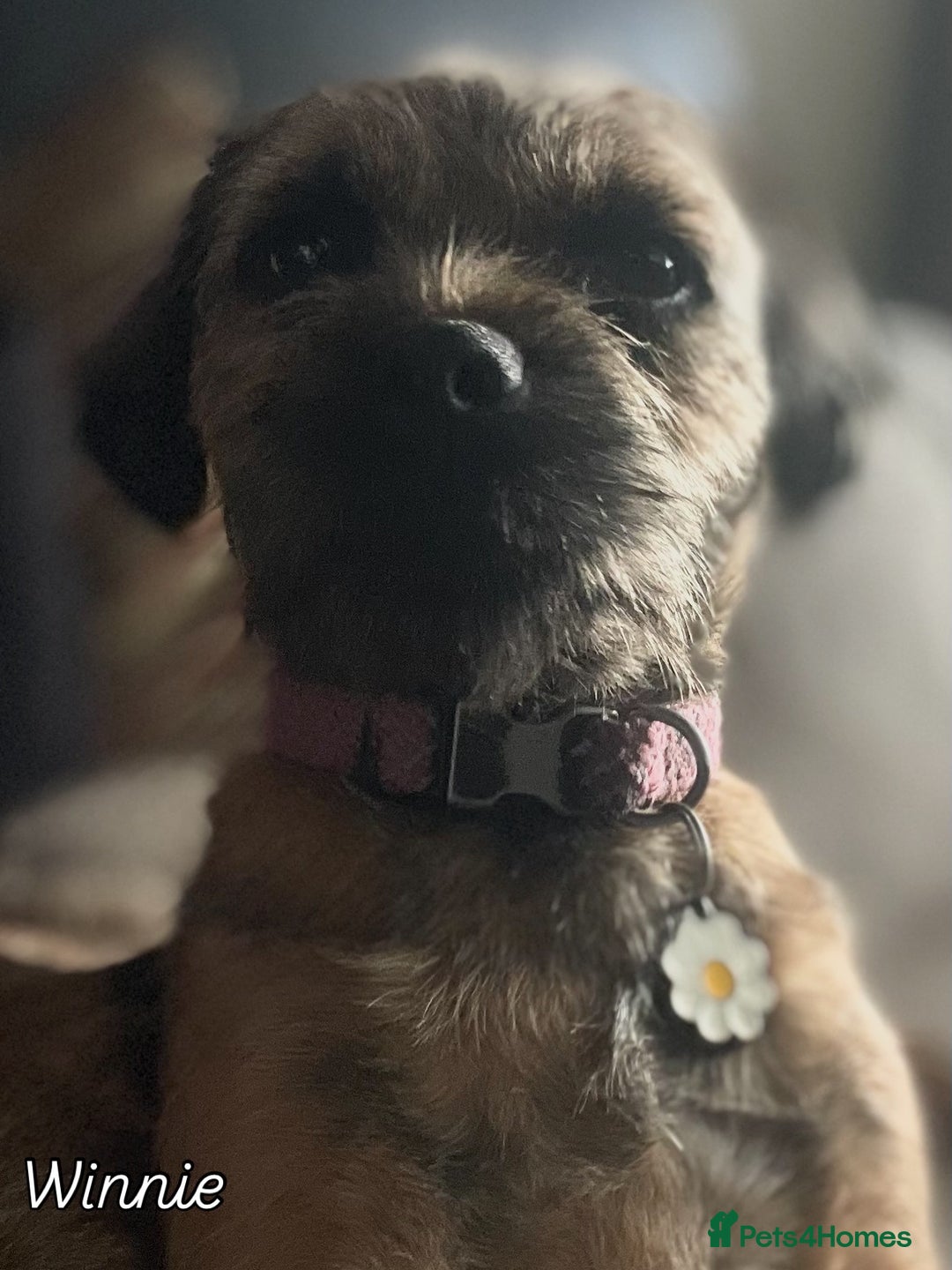 Border Terrier dogs for sale: Beautiful female border terrier  - Advert 7