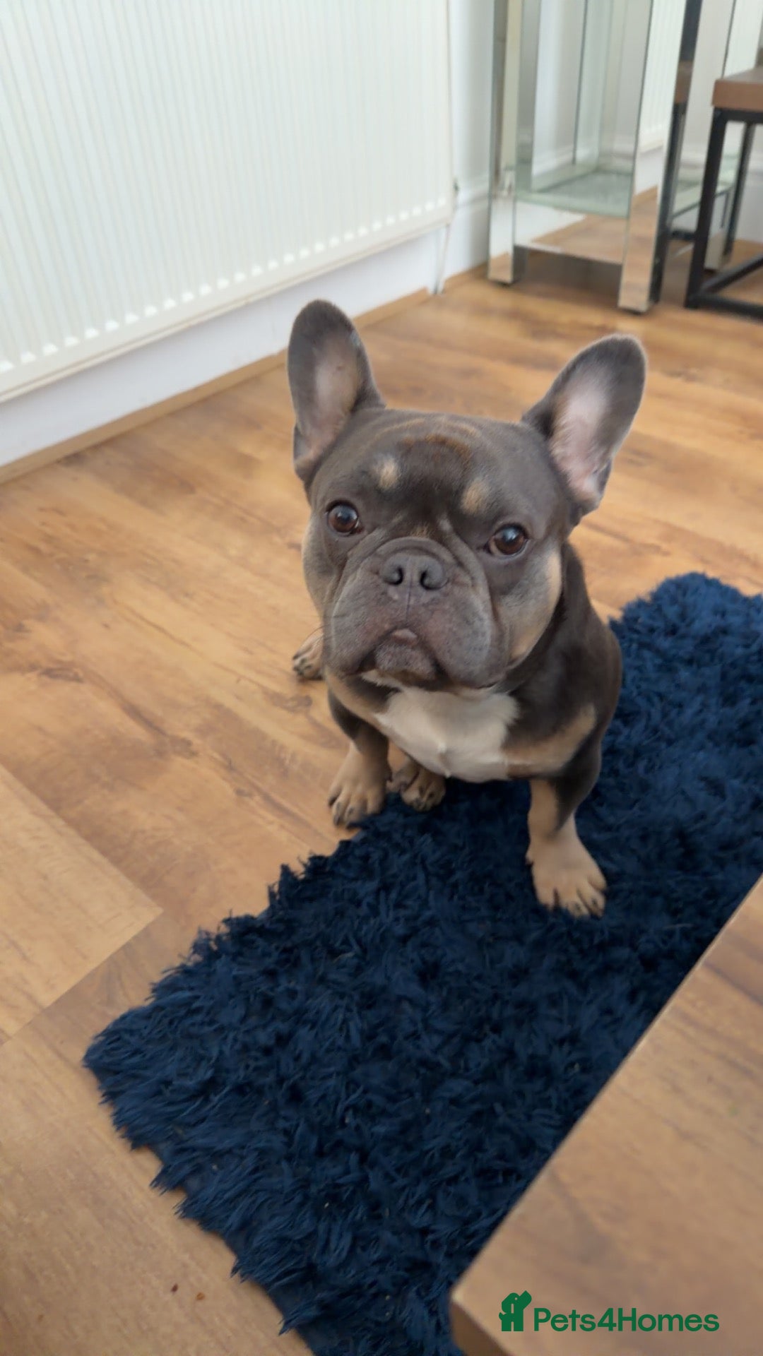 French Bulldog dogs Stitch  - Advert 1