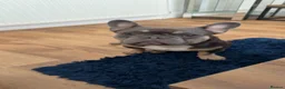 French Bulldog dogs for sale: Stitch  - Advert 1