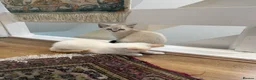 Mixed Breed cats for sale: 2 kittens male and fmale  - Advert 3