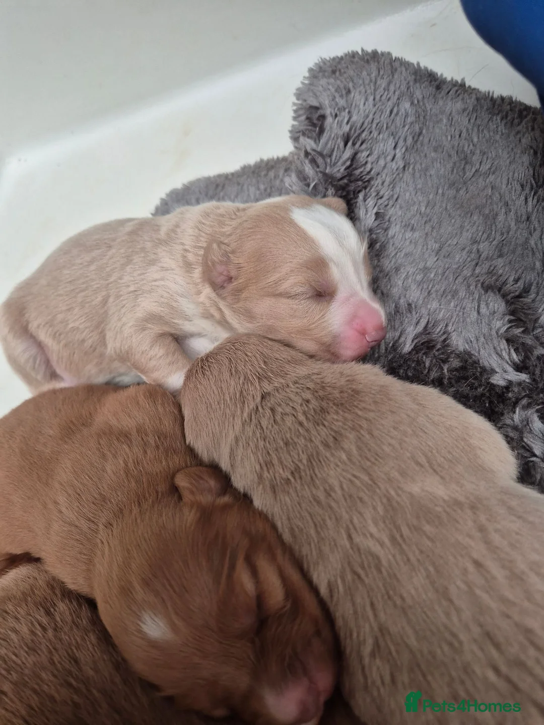 Nova Scotia Duck Tolling Retriever dogs for sale: Scalpsie Toller Puppies  - Advert 12
