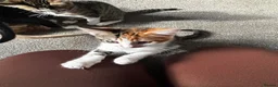 Mixed Breed cats for sale: 5 kittens for sale in St Albans - Advert 3