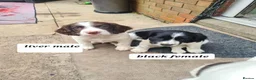 English Springer Spaniel dogs for sale: Engilish springer spaniel puppies  - Advert 10