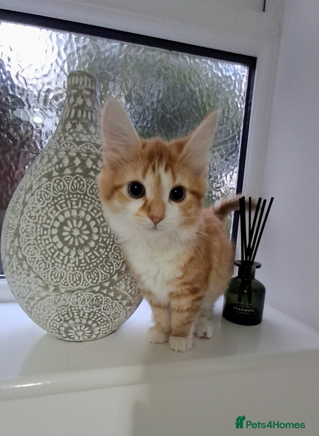 Maine Coon cats for sale: Beautiful Part Maine Coon Female Kitten - Image 10