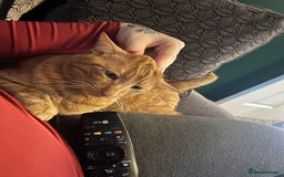 Domestic Shorthair cats for sale: Two male cats  - Image 7