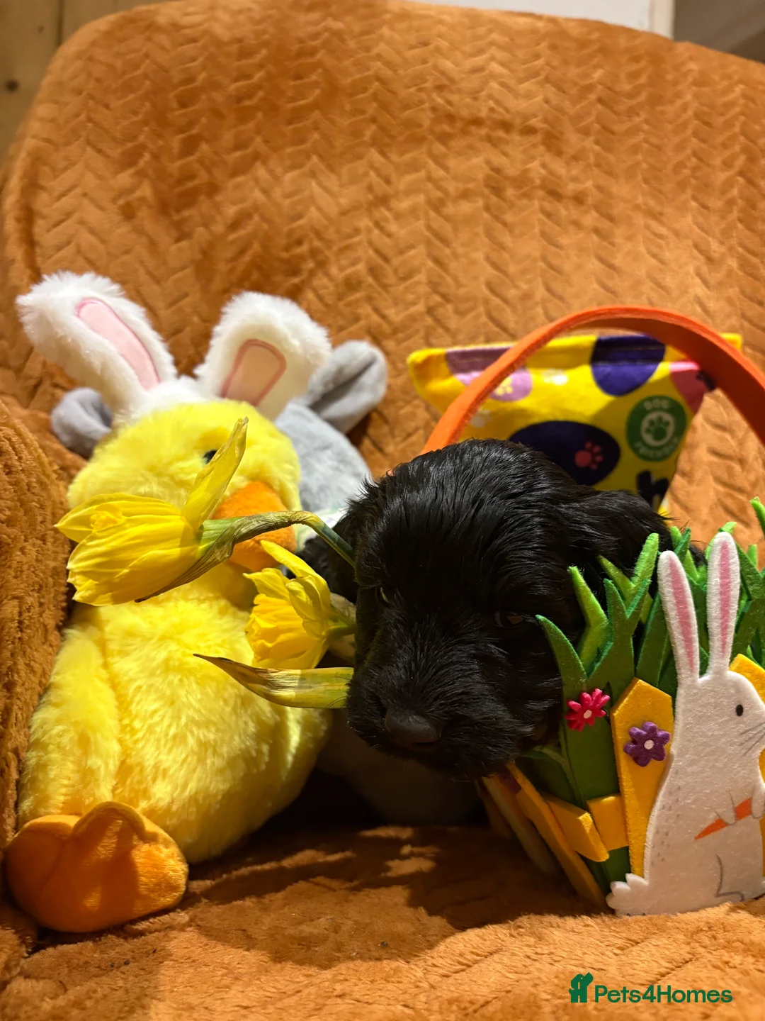 Cockapoo dogs for sale: Last boy ready now  - Advert 1