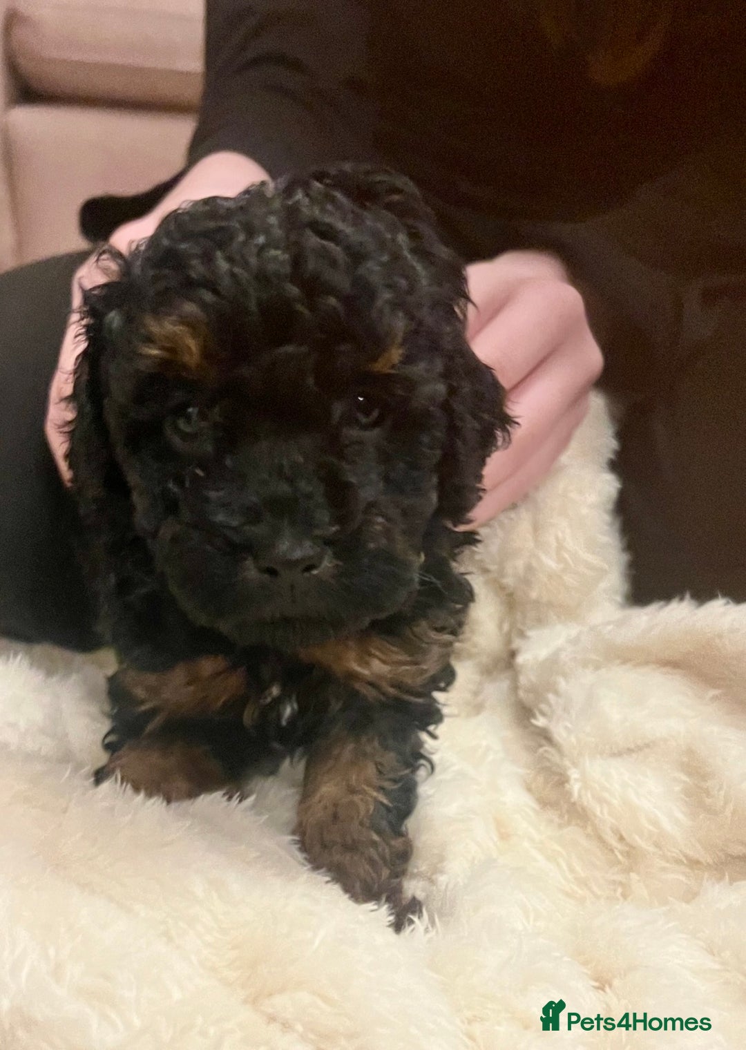 Toy Poodle dogs for sale: One Kc phantom toy poodle left- ready now!  - Advert 16