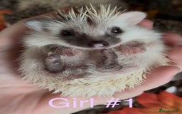 Pygmy Hedgehog rodents for sale: Male and female Pygmy hedgehogs ready to reserve - Image 17
