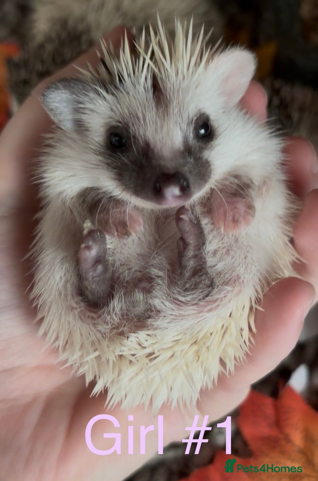 Pygmy Hedgehog rodents for sale: Male and female Pygmy hedgehogs ready to reserve - Image 17