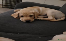 Labrador Retriever dogs for sale: Labrador puppy with papers  - Image 15