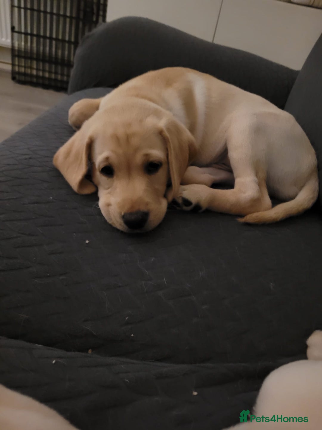 Labrador Retriever dogs for sale: Labrador puppy with papers  - Image 15