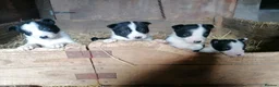 Border Collie dogs for sale: Working Sheepdog puppies  - Advert 1