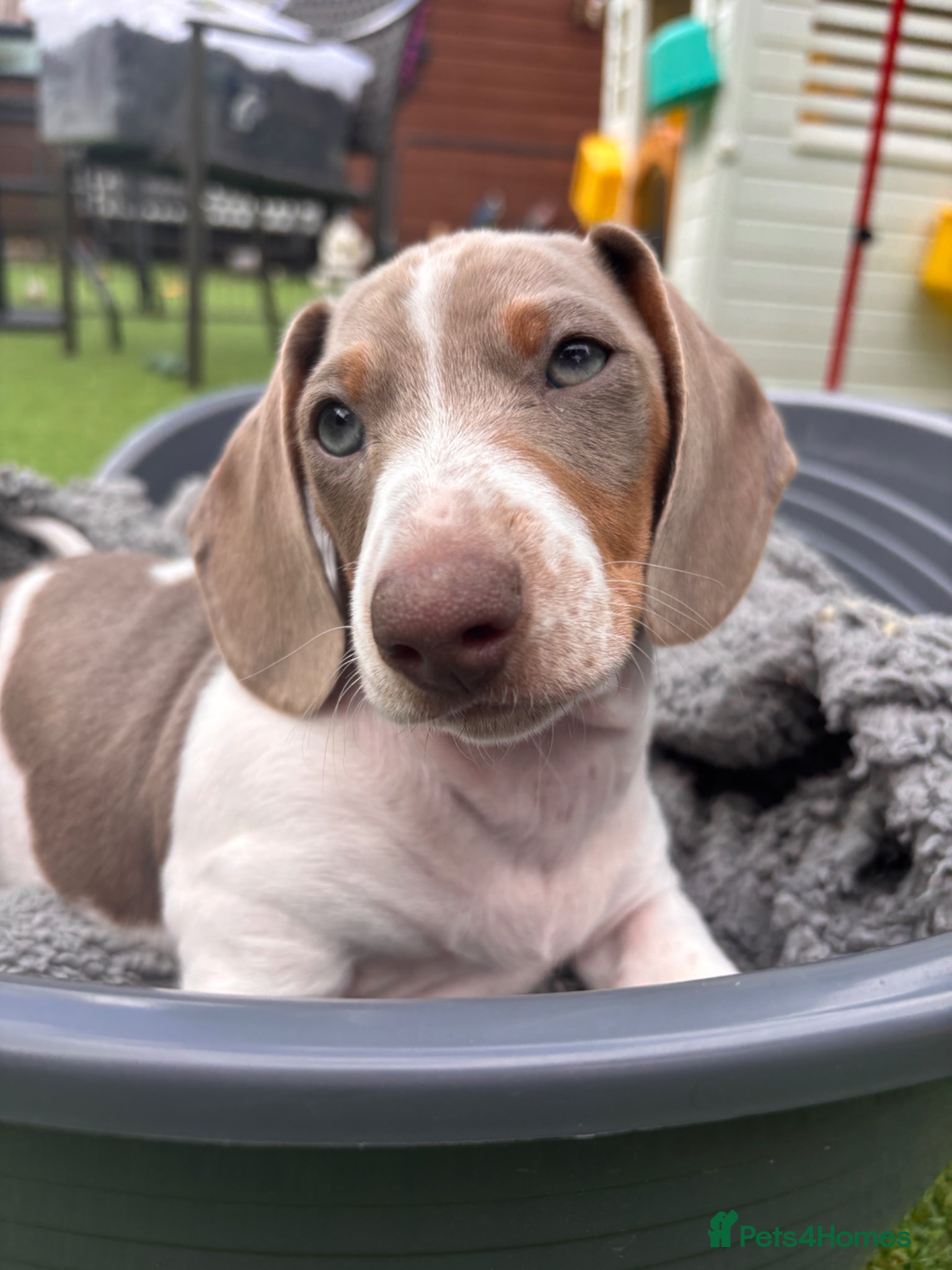 Dachshund dogs for sale: Dachshund Piebald puppy SOLD - Advert 3