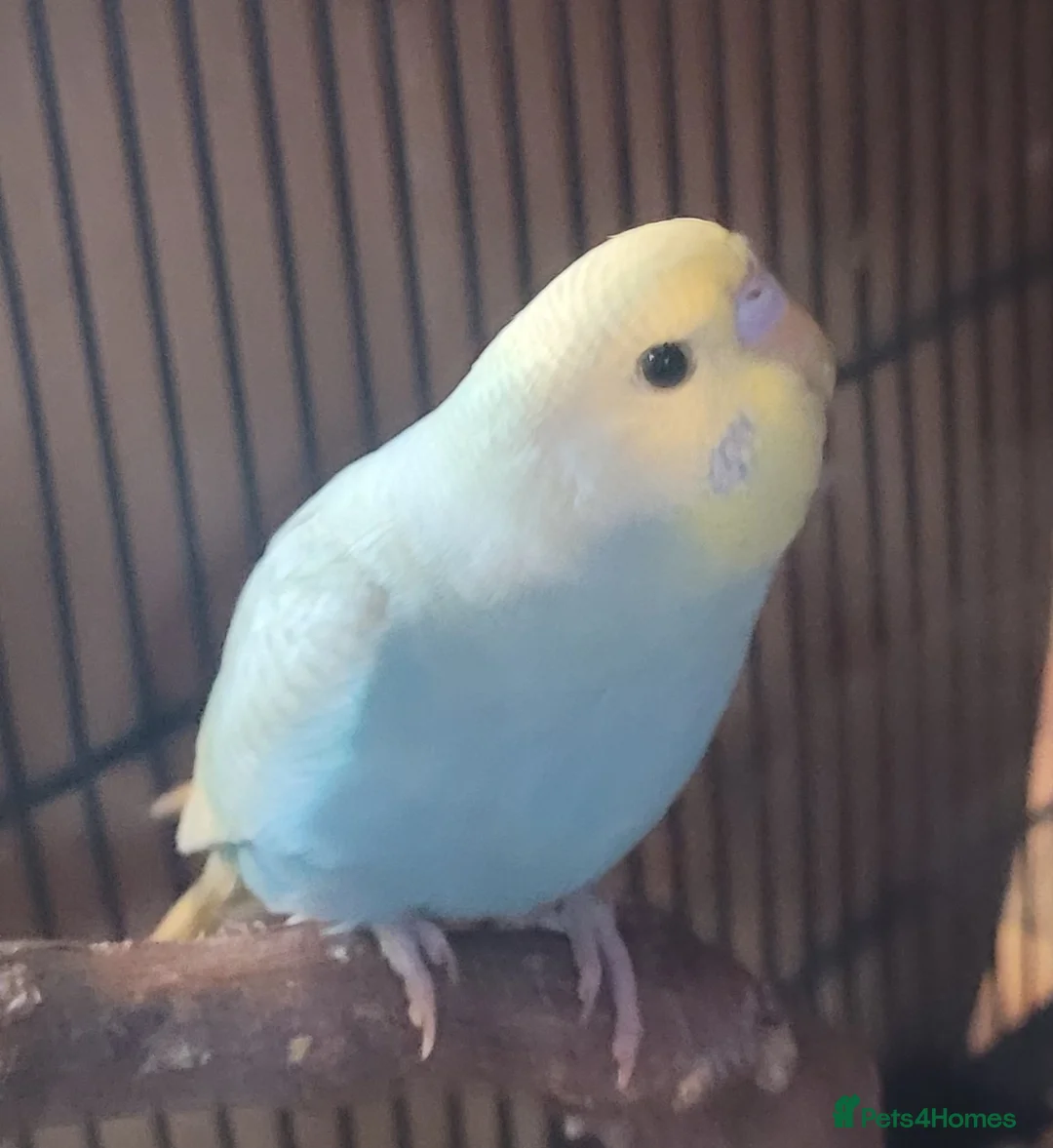 Budgerigars birds for sale: Baby Budgies (no offers) - Advert 13