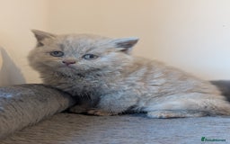 British Shorthair cats for sale: Lilac and Black British Shorthair kittens  - Image 4
