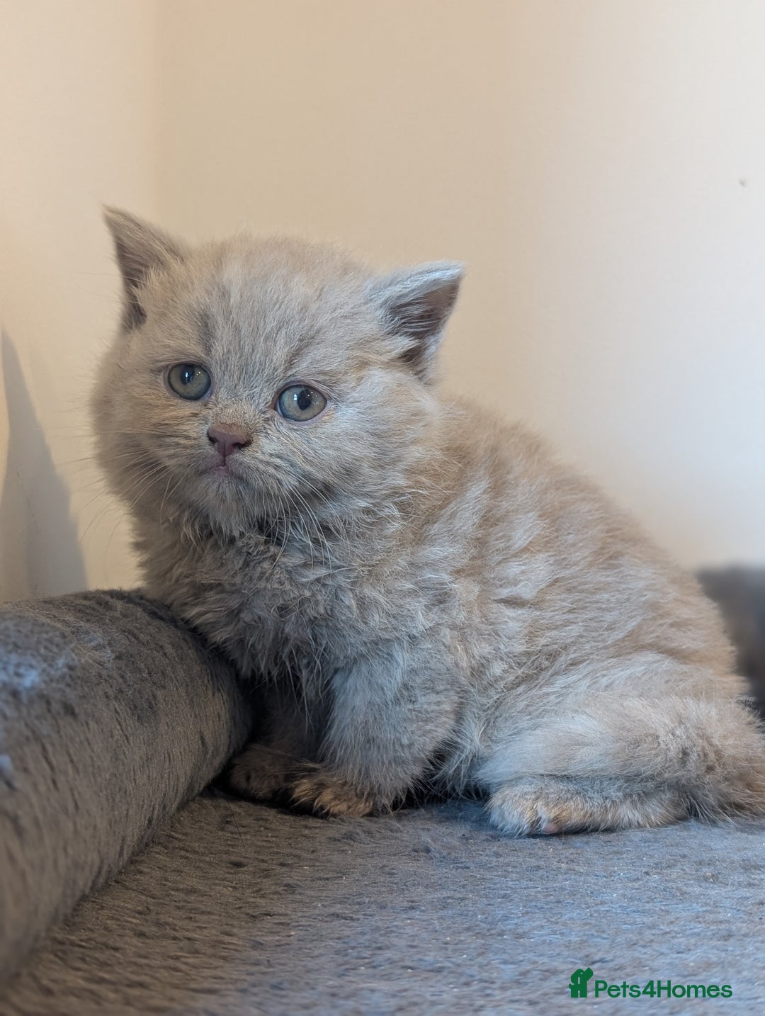 British Shorthair cats for sale: Lilac and Black British Shorthair kittens  - Image 4
