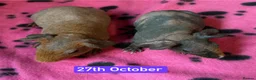 Guinea Pig rodents for sale: Skinny/Guinea Pigs - Advert 4