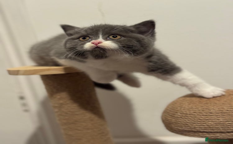 British Shorthair cats - Advert 33