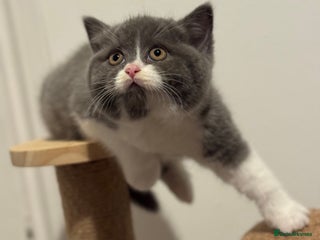 British Shorthair cats - Advert 29