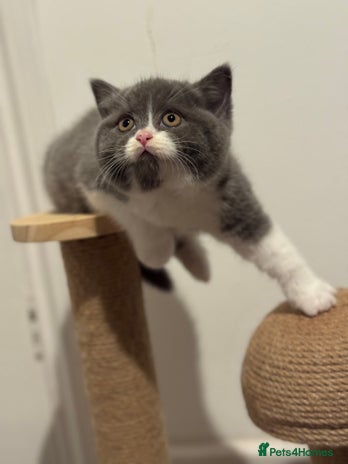 British Shorthair cats - Advert 33