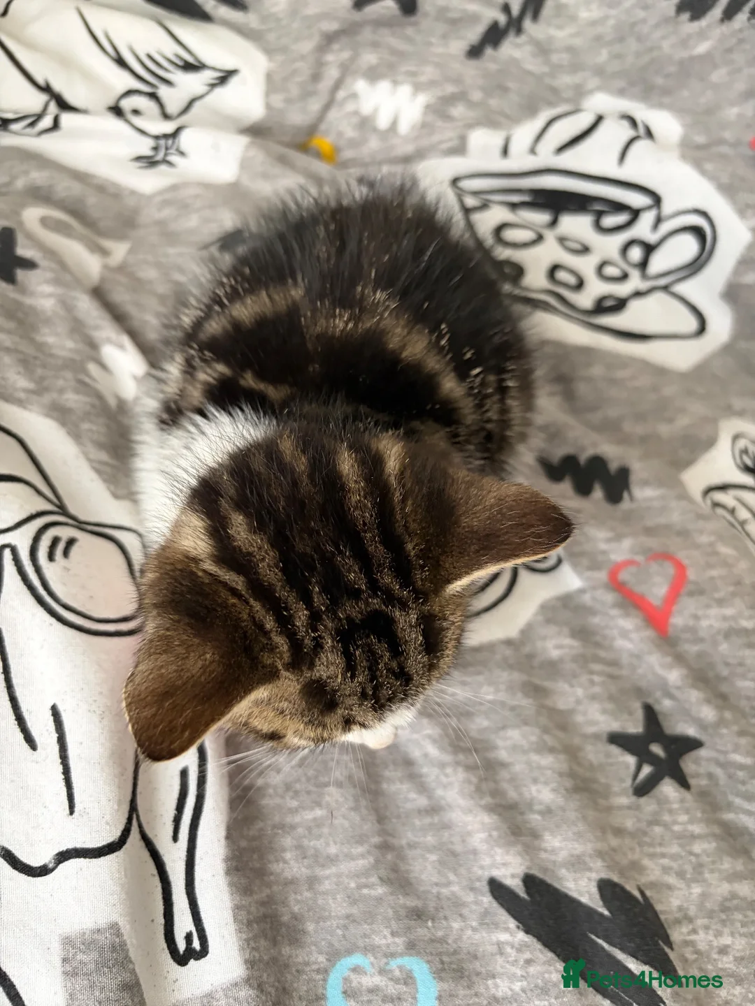 Domestic Shorthair cats for sale: Ellie tabby/white - Advert 2