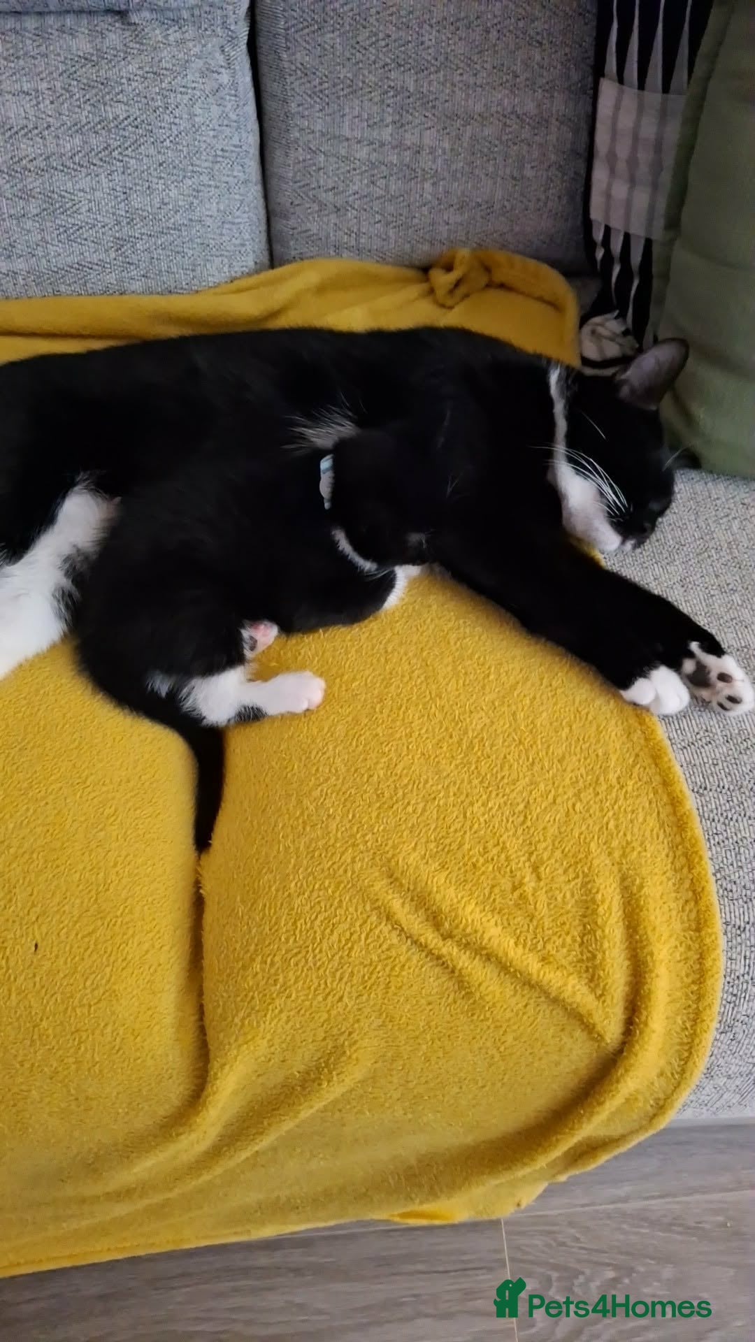 Mixed Breed cats x3 Male kittens available for new home - Advert 11