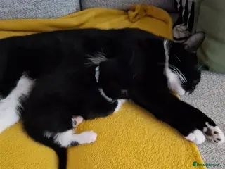 Mixed Breed cats x3 Male kittens available for new home - Advert 11