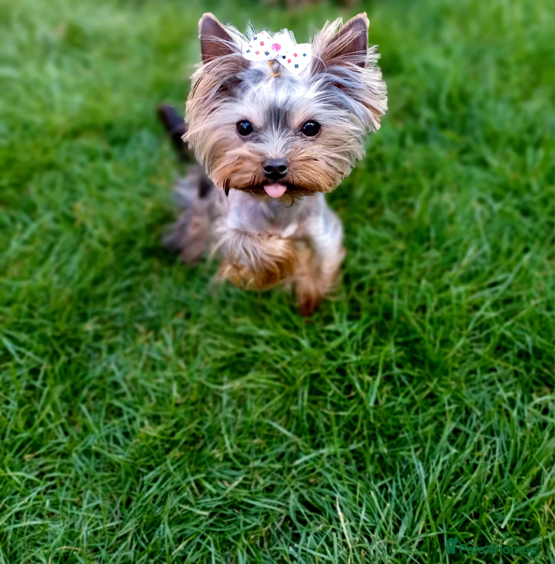 Yorkshire Terrier dogs for stud:  900grams !! The smallest cutest boy in Uk  in Bedford - Advert 17