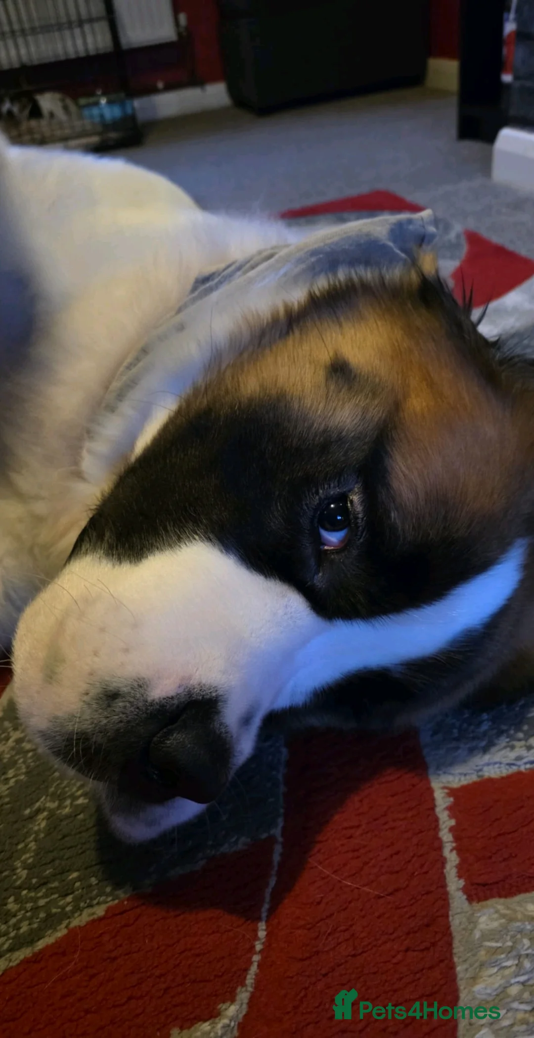 Saint Bernard dogs for sale: Kc registered st bernard 17months - Advert 4