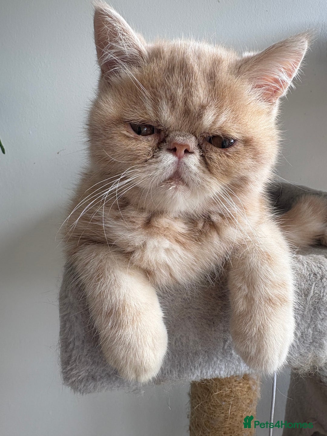 Exotic cats for sale: Last one Gorgeous Exotic boy ready now  - Image 1