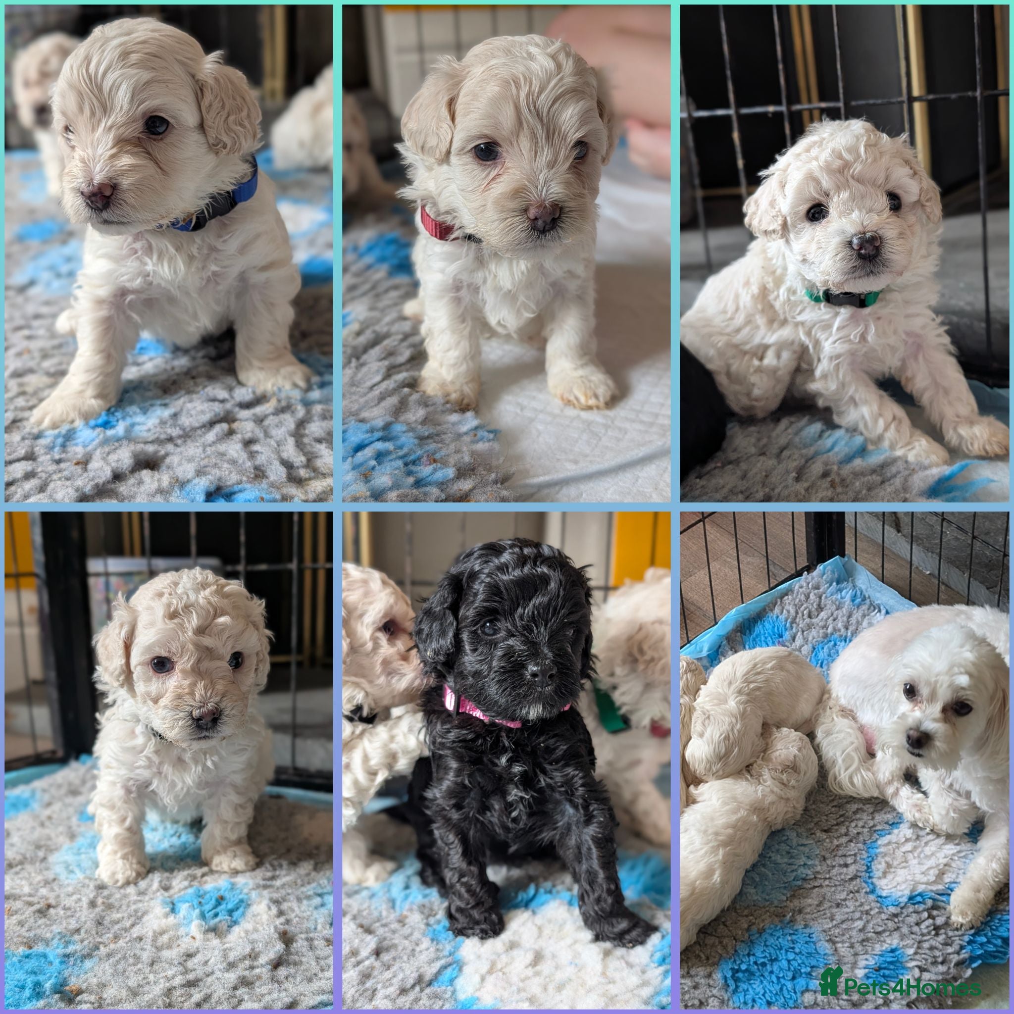 Maltipoo dogs Dna Genetically health tested maltipoos - Advert 18