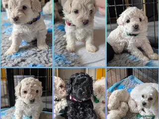 Maltipoo dogs Dna Genetically health tested maltipoos - Advert 18