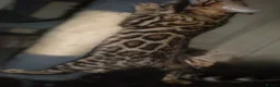 Bengal cats for sale: 5 Beautiful Bengal Kittens - Advert 22