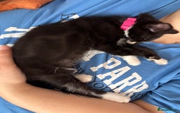 Mixed Breed cats for sale: Female kitten  - Image 5