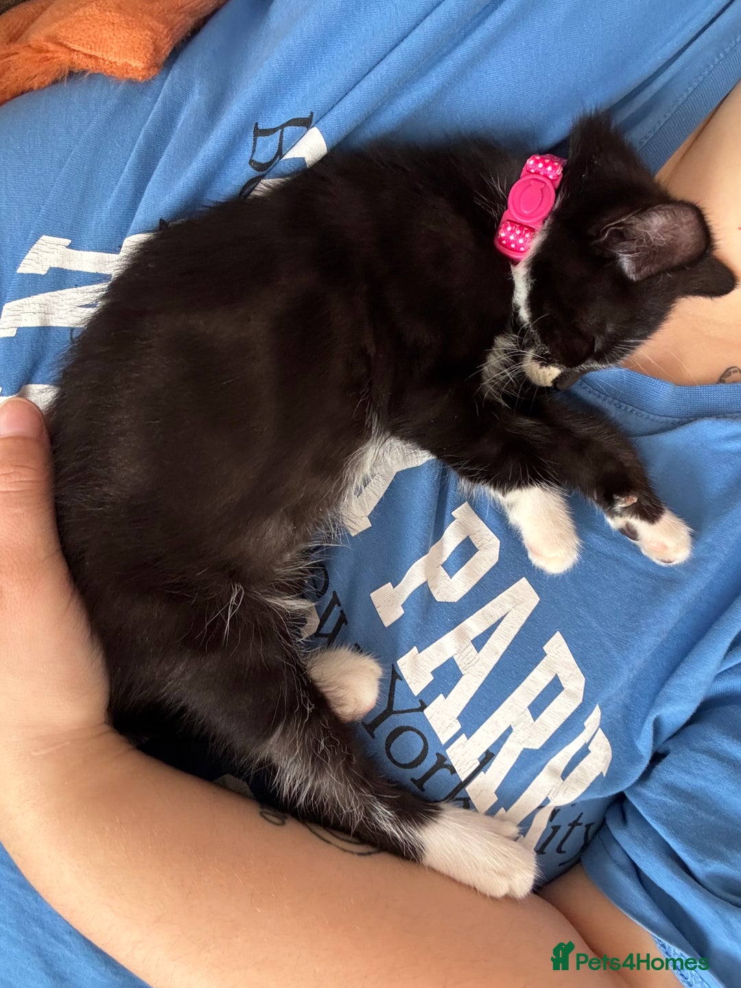 Mixed Breed cats for sale: Female kitten  - Image 5