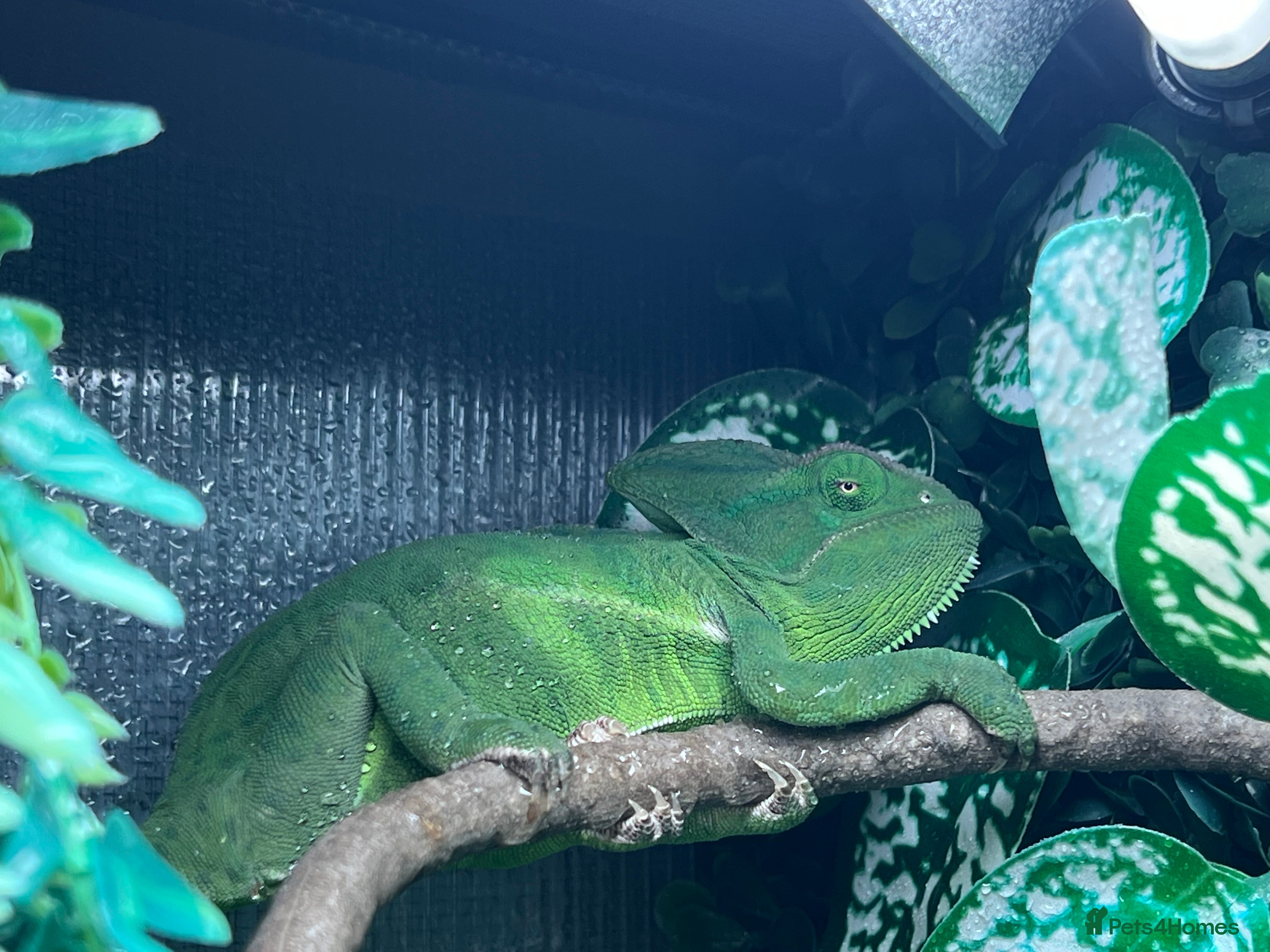 Chameleon reptiles Female veiled chameleon 1 year old - Advert 3