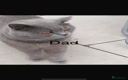 Scottish Fold cats for sale: Scottish fold boy 1 year old blue  - Image 5