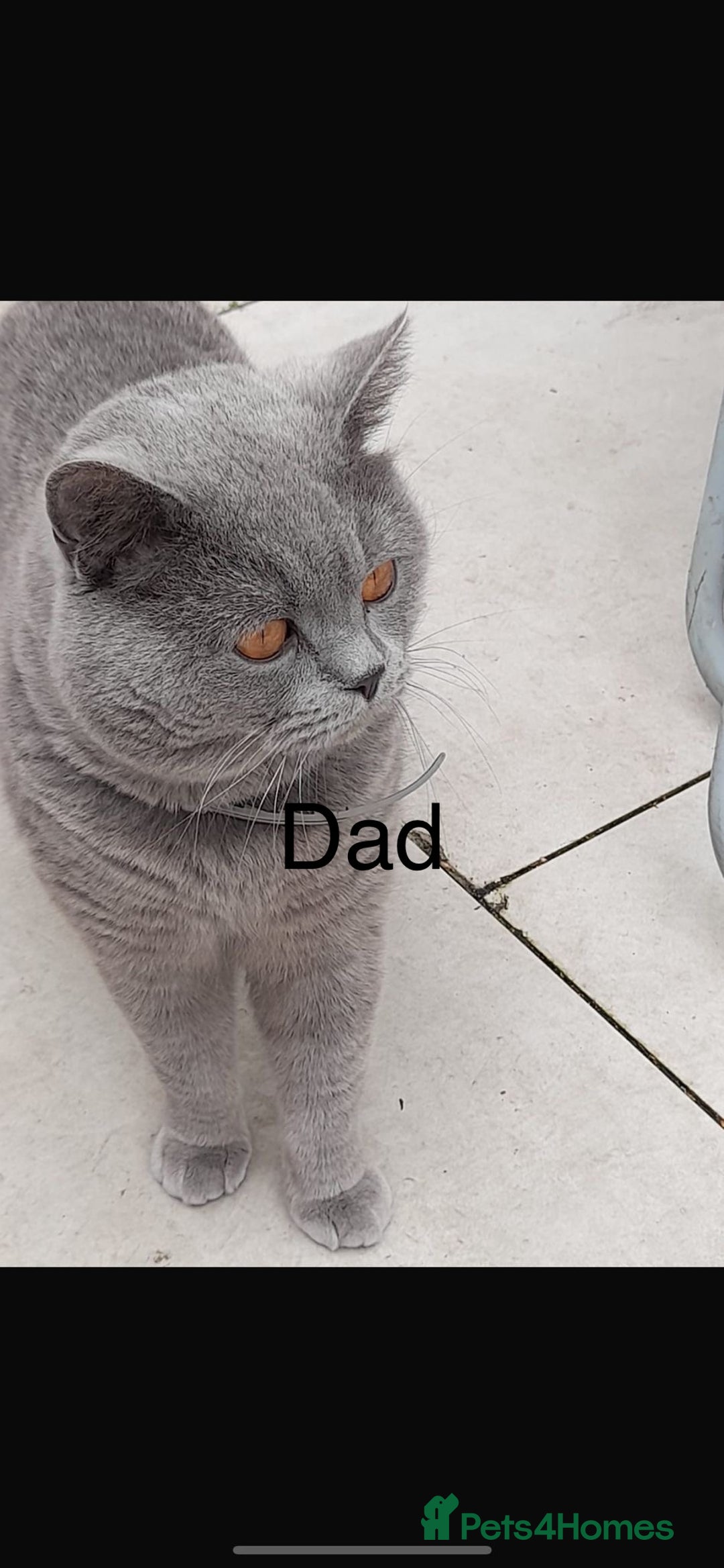 Scottish Fold cats for sale: Scottish fold boy 1 year old blue  - Image 5