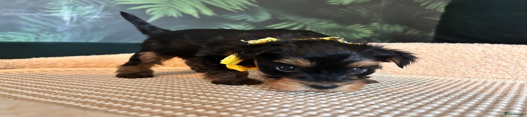 Yorkshire Terrier Puppy 4