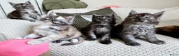Maine Coon cats for sale: Maine coon kittens  - Advert 24