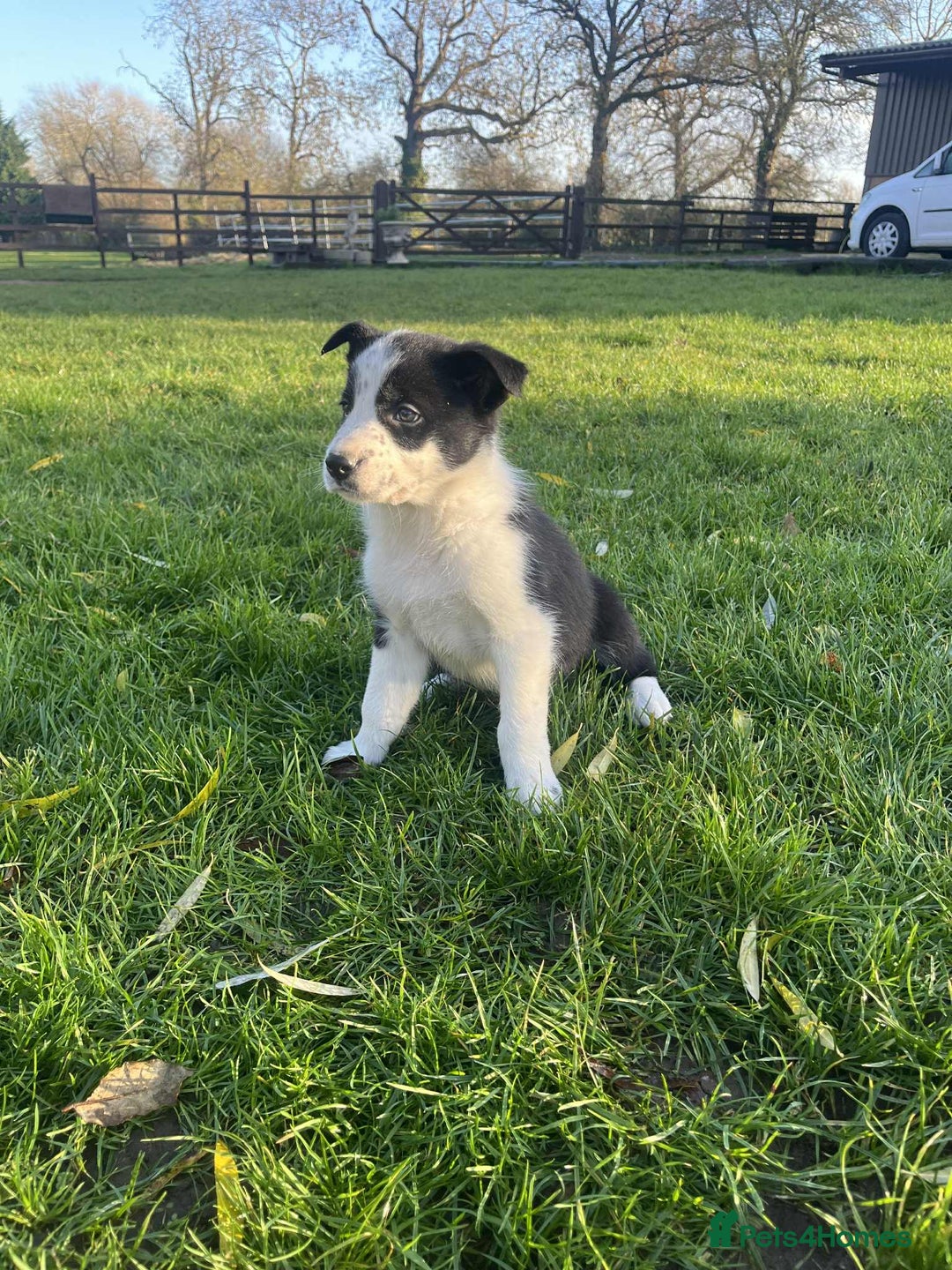 Border Collie dogs for sale: Border collie puppy’s blue merle - Advert 9