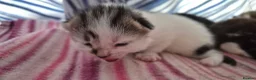 Mixed Breed cats for sale: Gorgeous mixed breed kittens! in Reading - Advert 22