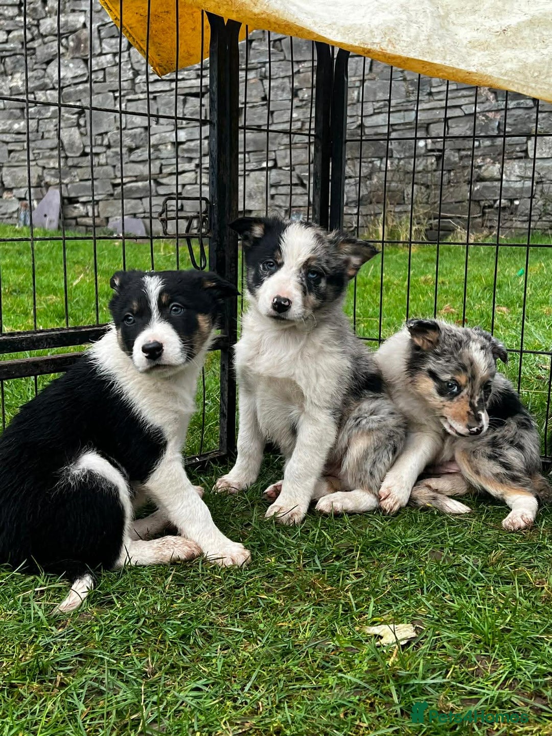 Border Collie dogs for sale: 5 Beautiful Blue Merle Border Collie Puppies - Advert 7