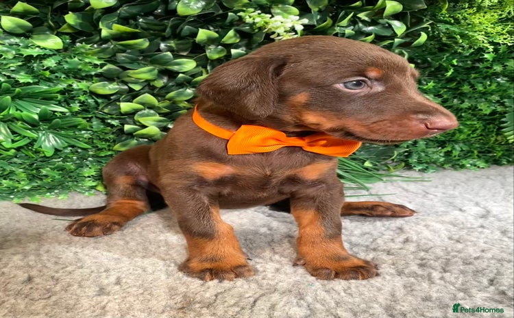 Dobermann dogs KC REGISTERED HEALTH TESTED EUROPEAN DOBERMAN PUPS - Advert 2