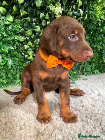 Dobermann dogs KC REGISTERED HEALTH TESTED EUROPEAN DOBERMAN PUPS - Advert 1