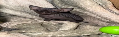 Sphynx 1